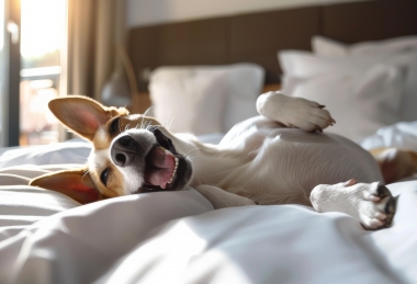 Blöki napok - Kutyabarát szállásajánlat Akadémia Hotel Balatonfüred