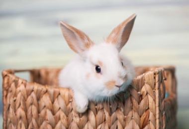 Húsvéti kikapcsolódás Akadémia Hotel Balatonfüred Húsvéti kikapcsolódás Akadémia Hotel Balatonfüred